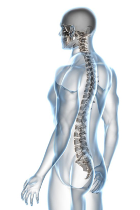 Spinal image